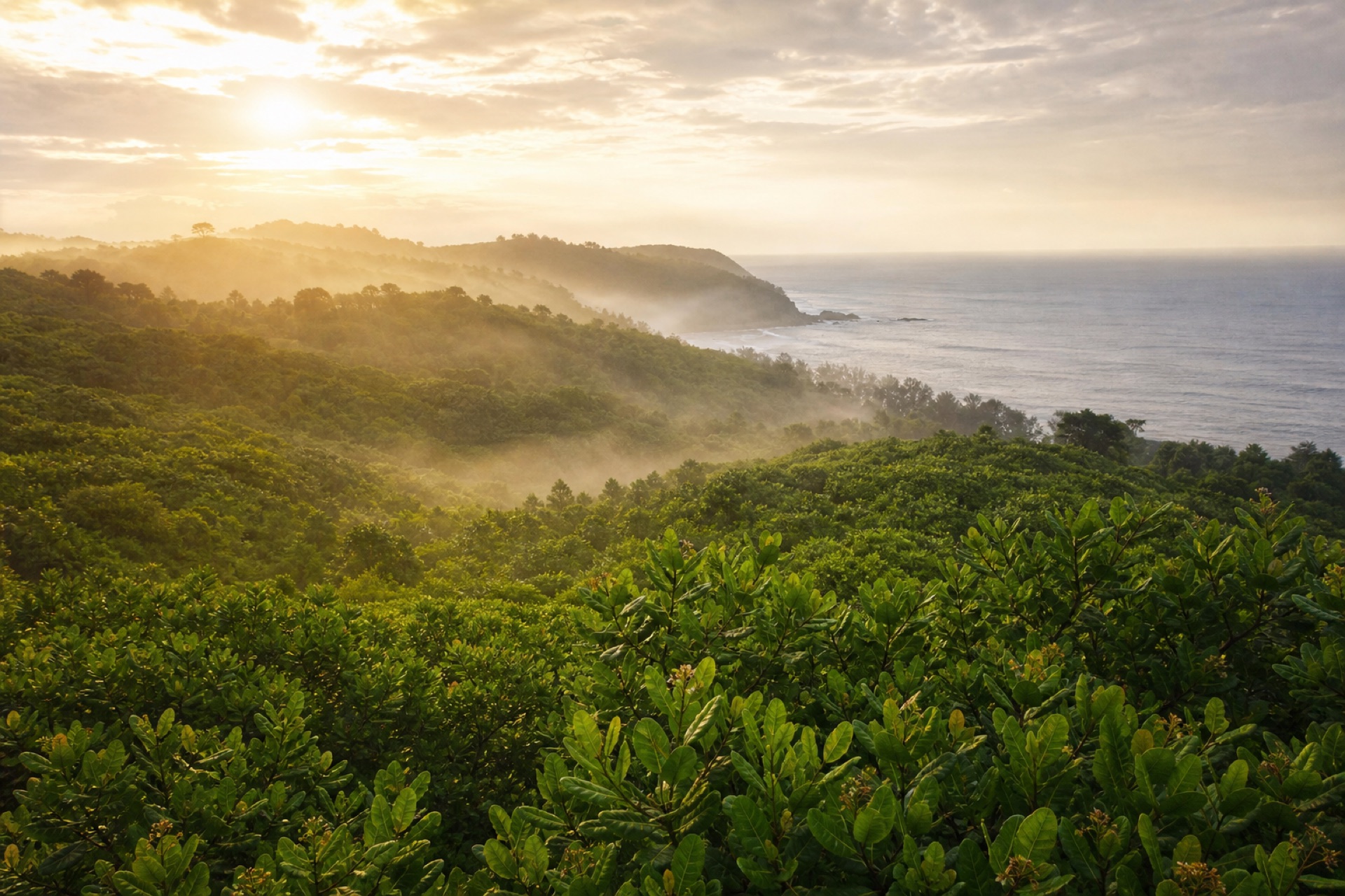 Misty Konkan coast cashew orchards at sunrise along the Arabian Sea - origin of Sateri wholesale cashews