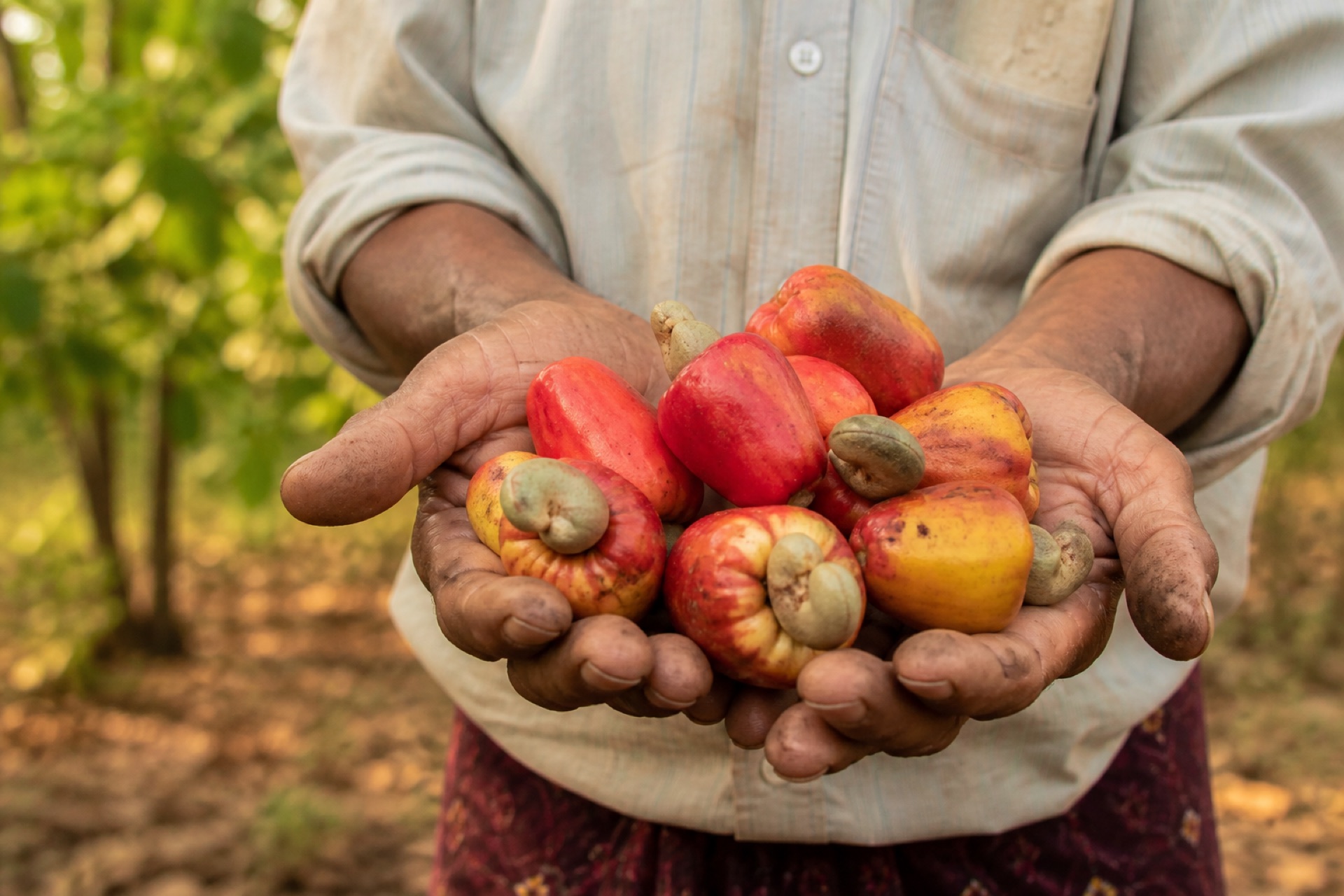 Farmer hands holding freshly harvested Konkan cashews